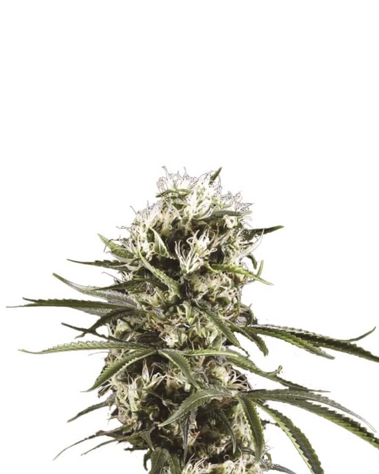 Lemon OG Haze Auto