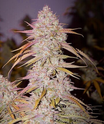 Lemon OG Haze F4