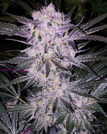 Lilac Cookies