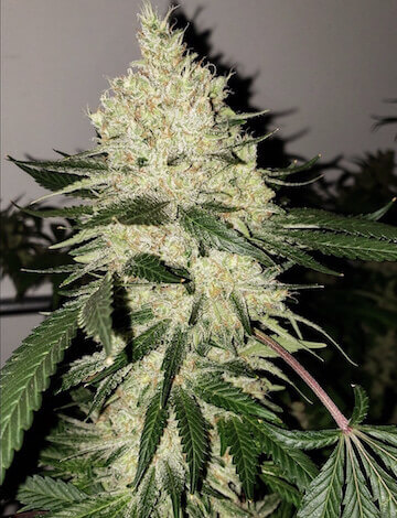 Lilac Diesel Bx4