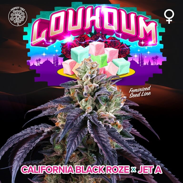 Loukoum, cannabis with a rose flavour