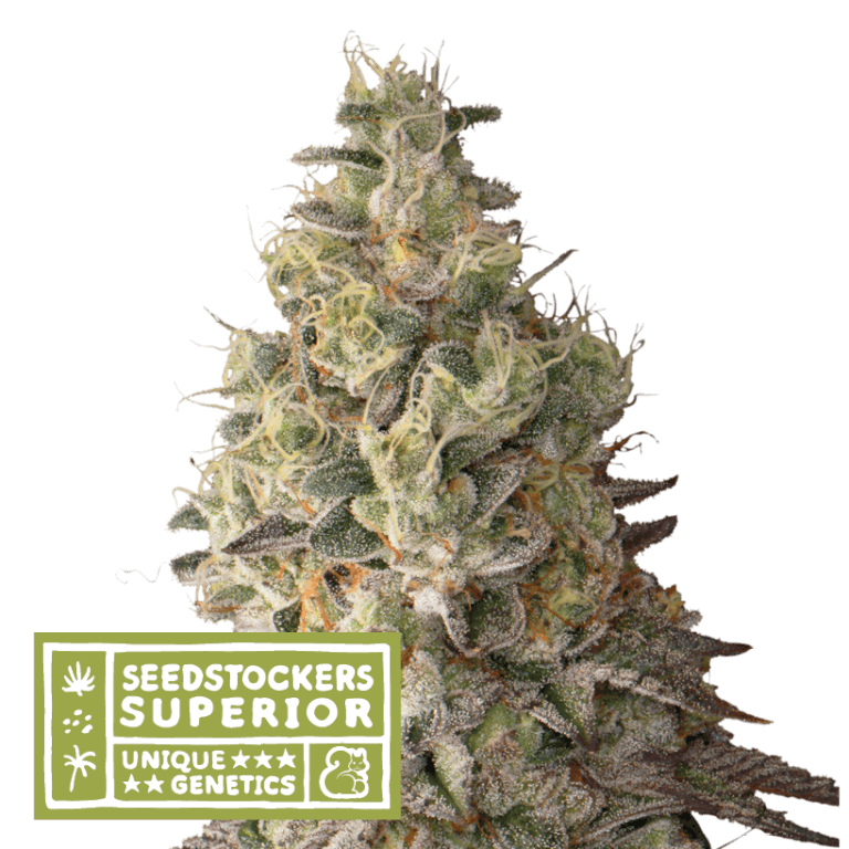 Mack And Crack Auto