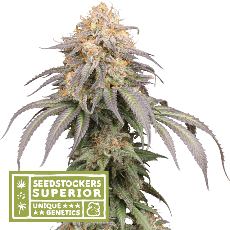 Mandarin Panties Auto