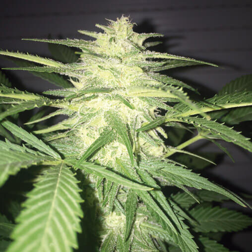 MassKush Auto