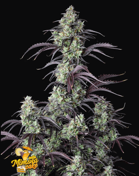 Mimosa Cake Auto