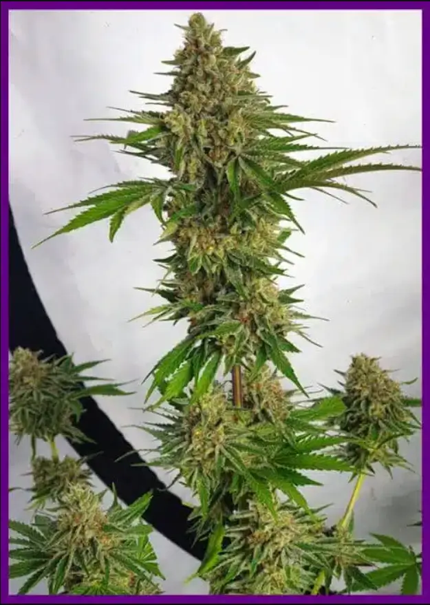Miss Orange Nectar