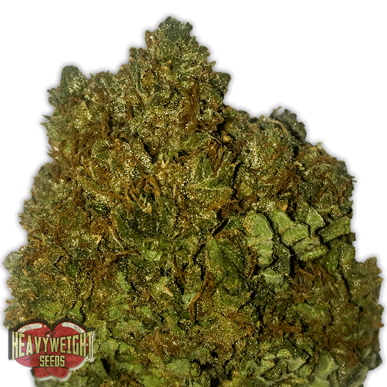 Money Bush
