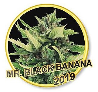 Mr Black Banana