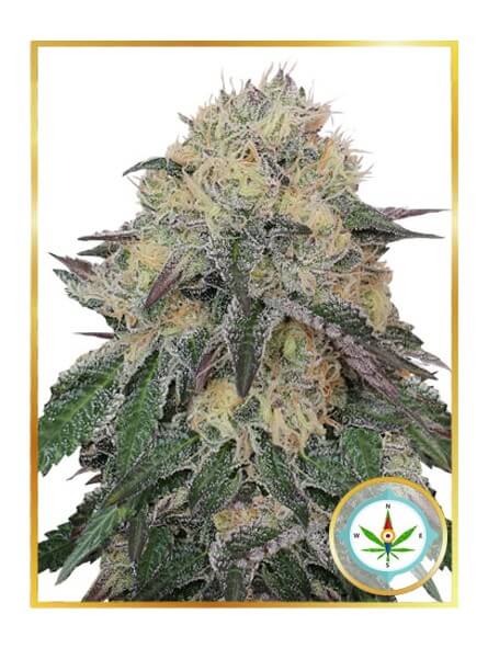 Mr. Northern OG