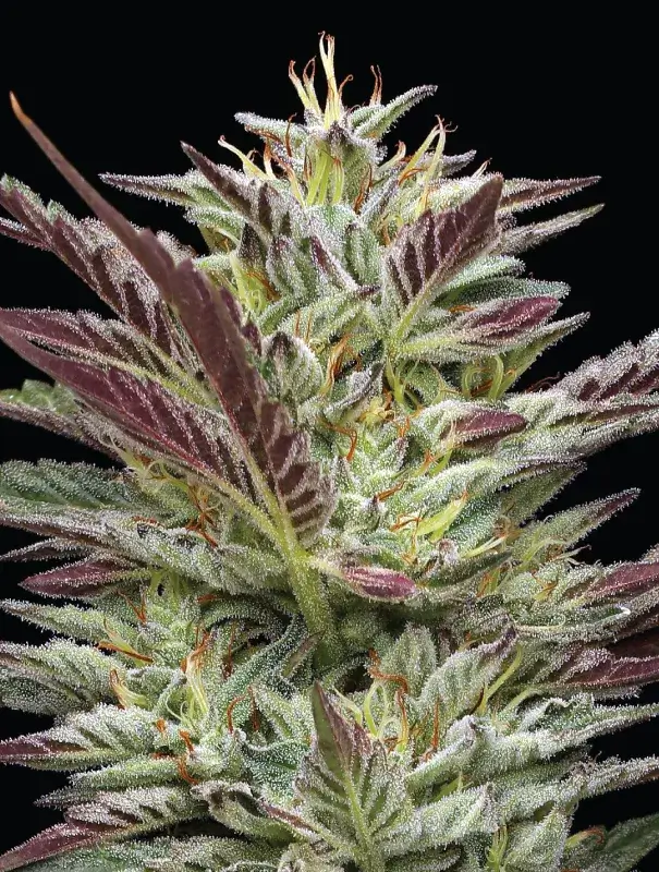 Notorious THC