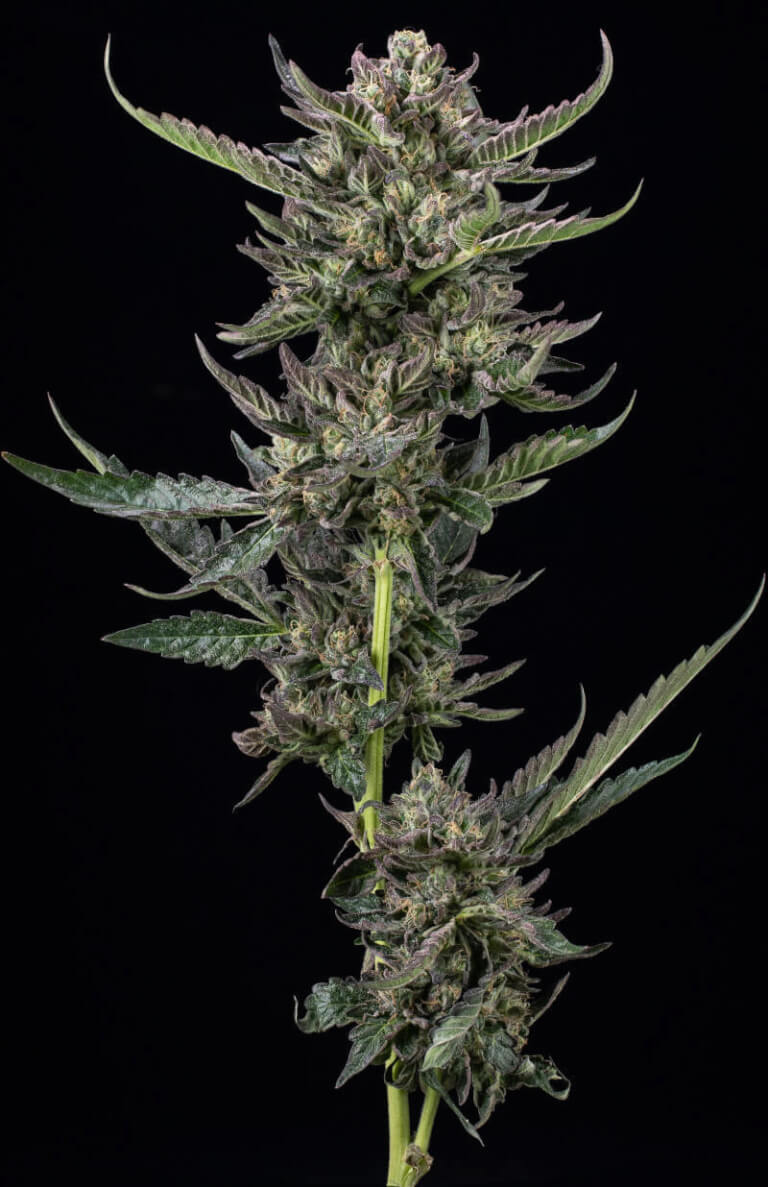 Notorious THC