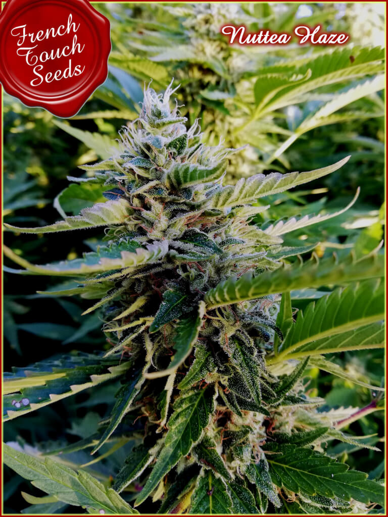 Nuttea Haze