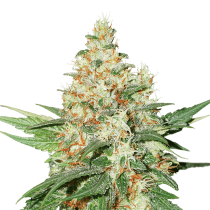 OG Kush Auto