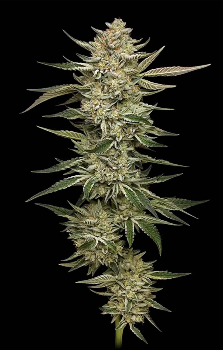 OG Triploid Auto