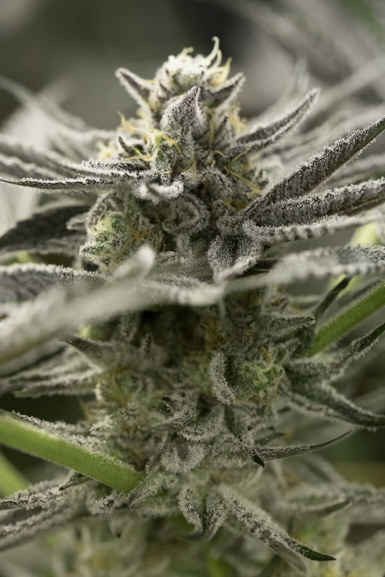 OGKZ Auto