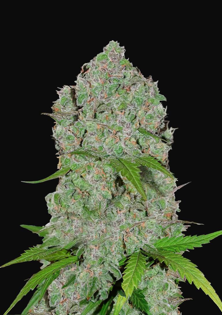 Orange Sherbert Auto