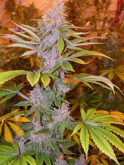 Pakistan Chitral Kush Reg