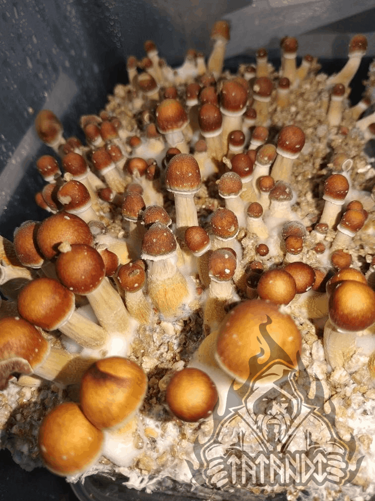 Brasil Magic Mushroom Growkit - Tatandi