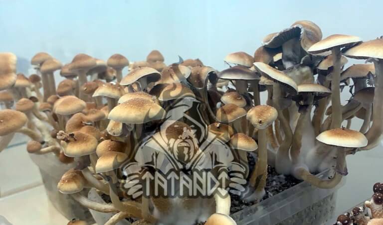 McKennaii Magic Mushroom Growkit - Tatandi