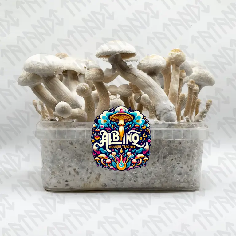 Albino Golden Teacher Magic Mushroom Growkit - Tatandi