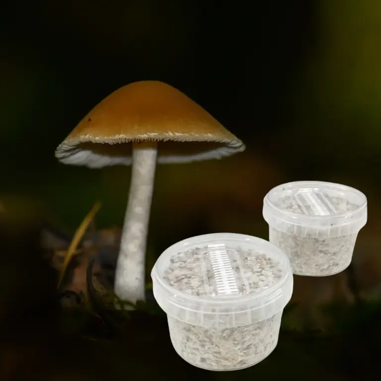 Azurescens Magic Mushrooms Growkit for Outdoors