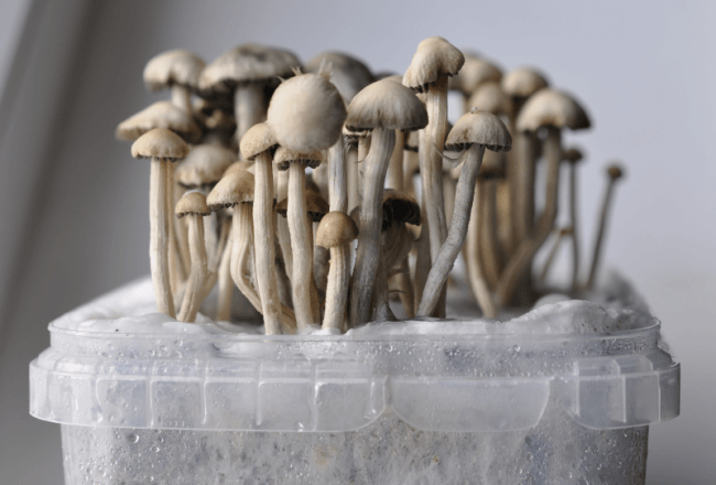 Grandes entonnoirs de champignons magiques pour le Rwanda