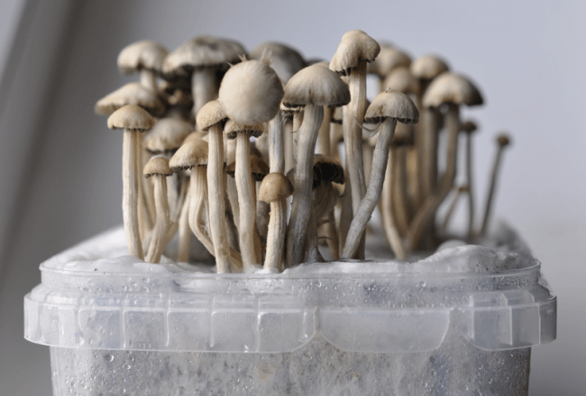 Copelandia Hawaii magic mushrooms Growkit - Growkit