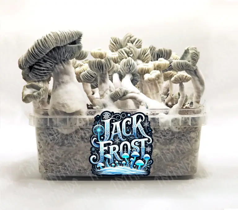 Kit de champignons magiques Jack Frost - Tatandi