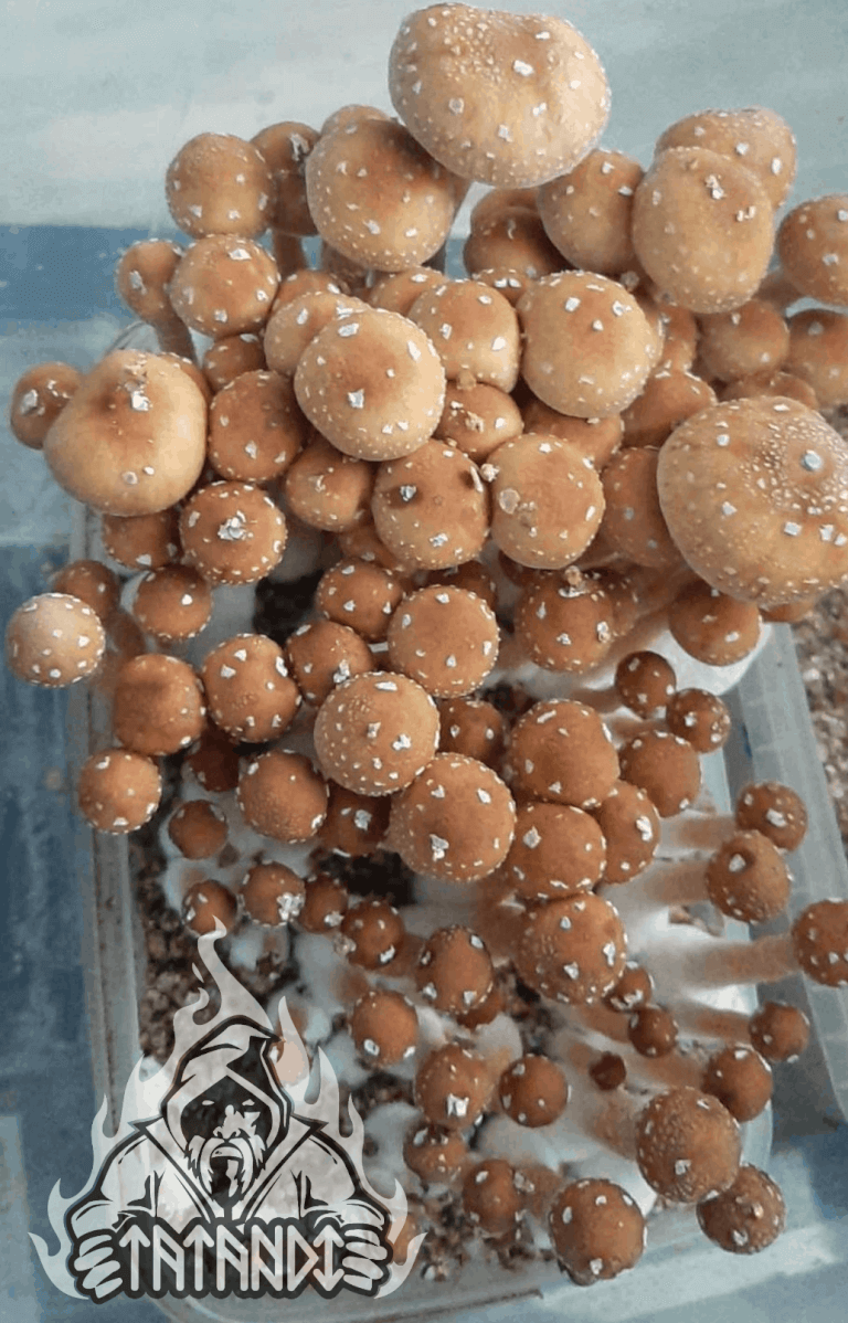 Kit de champignons magiques Red Boy - Tatandi