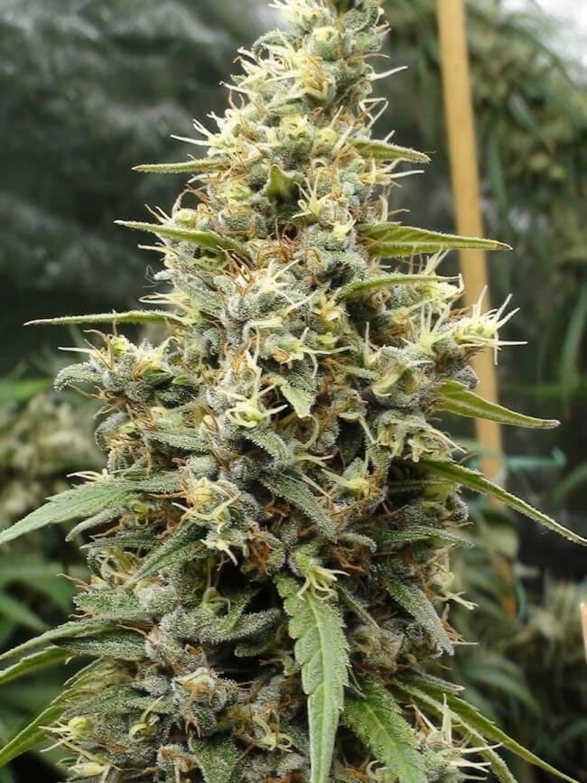 Panama Haze