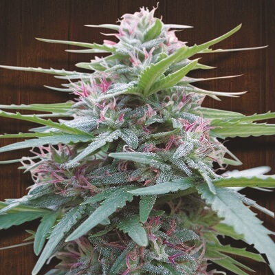 Buying autoflowering Panama Red with PayPal
