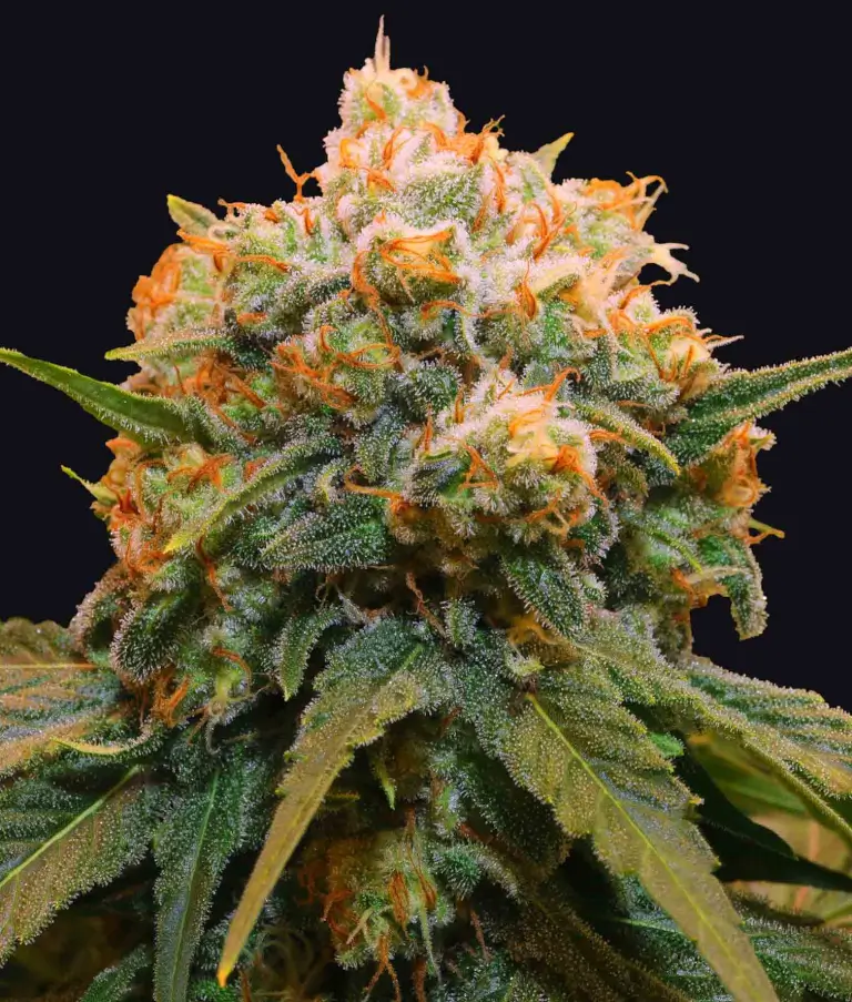 Papaya Bx1