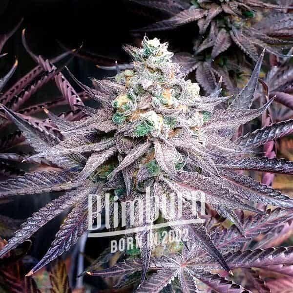 Peanut Butter Breath