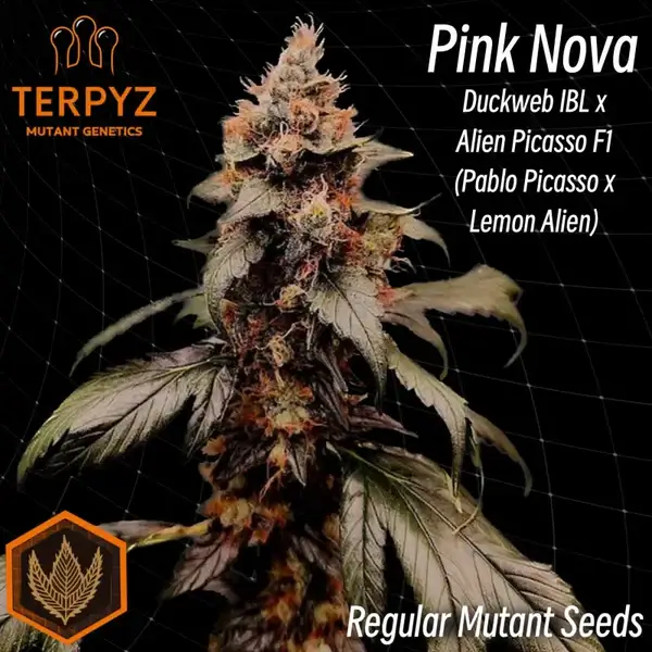 Pink Nova Duck
