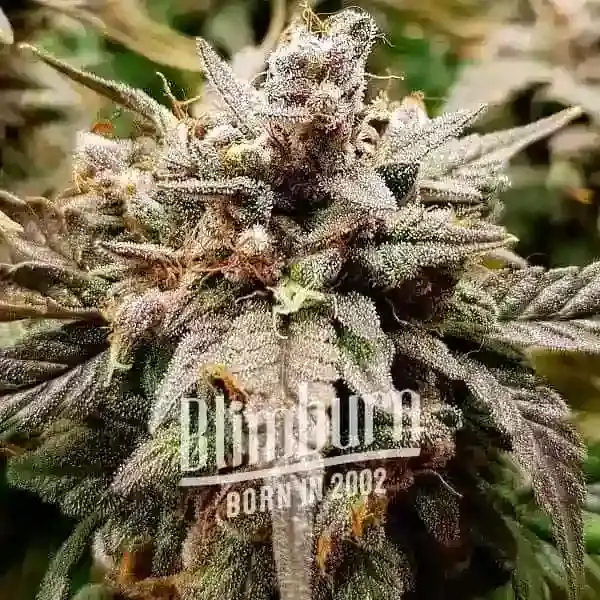 Platinum Bubba