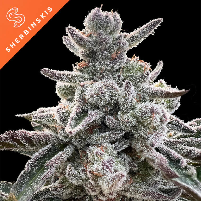 Polar Gelato by Sherbinskis