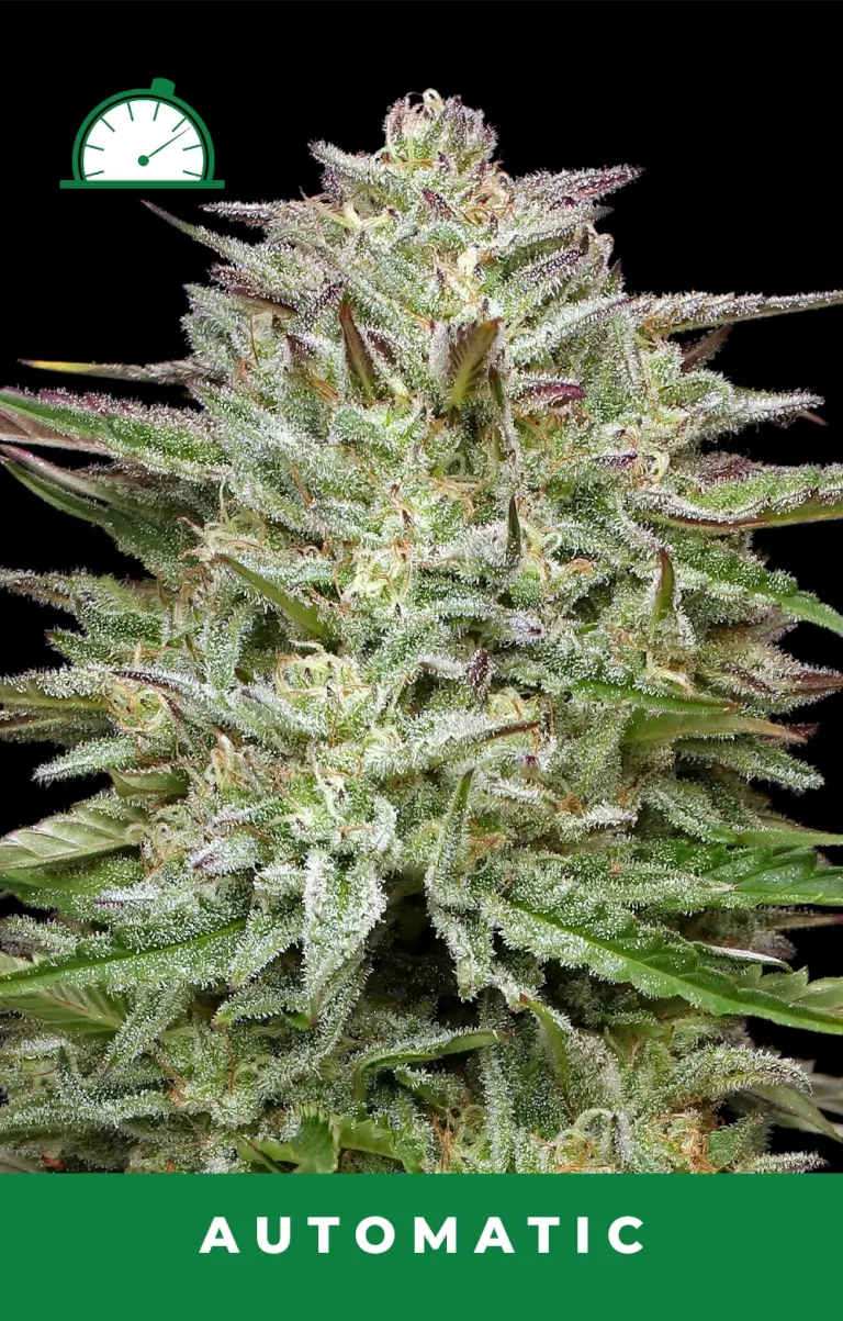 Pound Town Auto