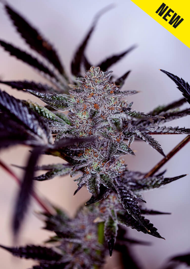 Purple Cherry Auto