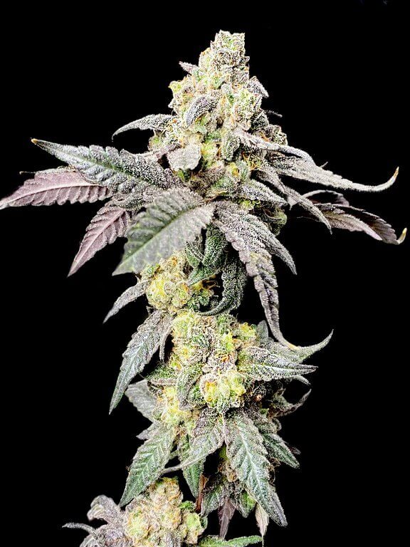 Purple Cherry Ripple
