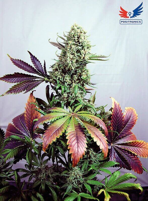 Purple Haze#1 
