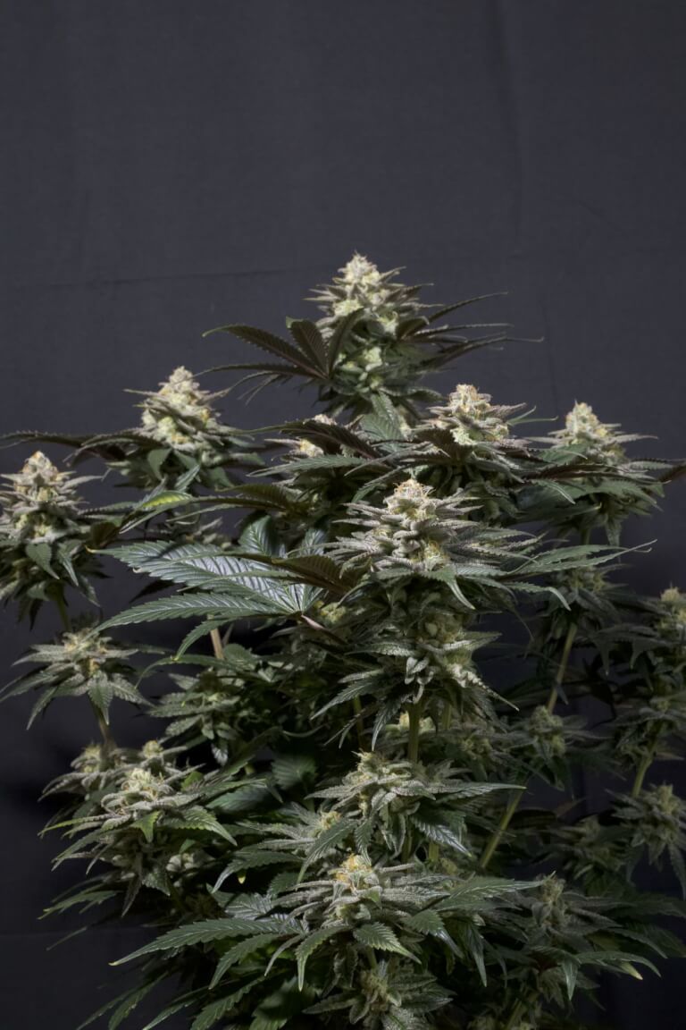 Purple Lemonade FF