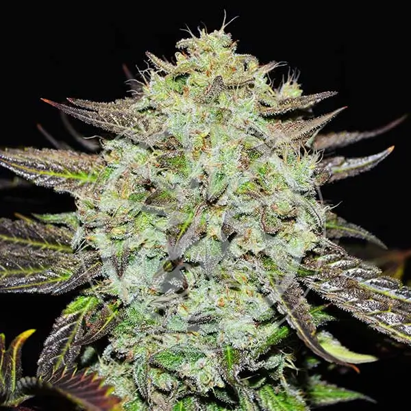 Purple Mango Kush