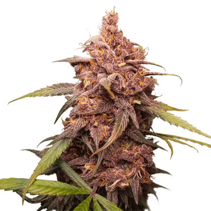 Purple Punch