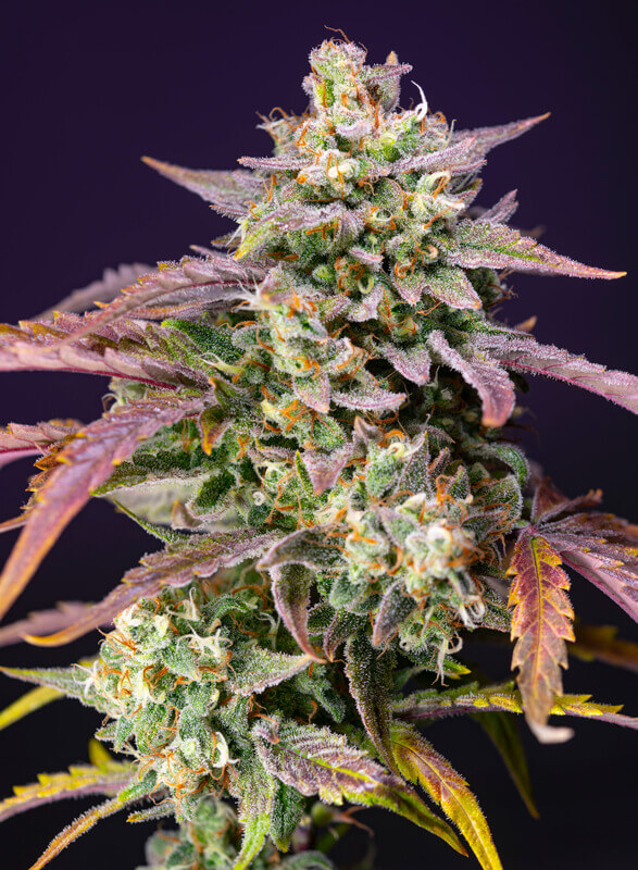 Elev8 Seeds: Star Punch (Hybrid)