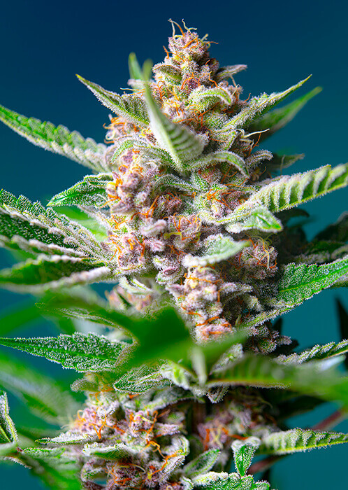 Purple Punch OG