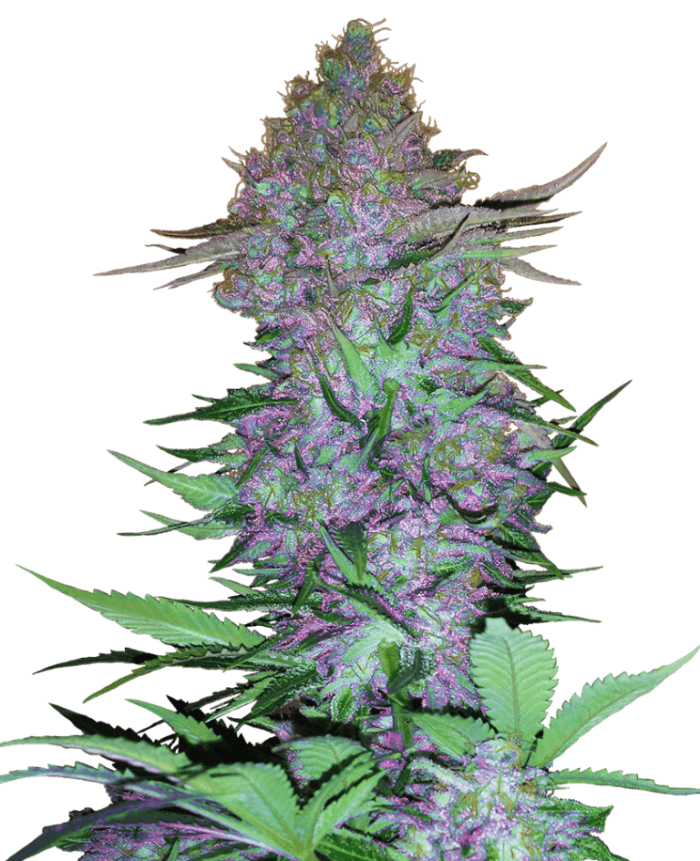 Purple Skunk Auto