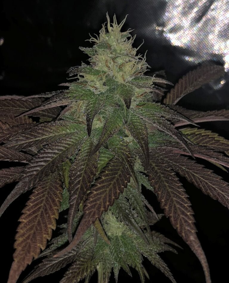 Purple Strawberry Sherbert