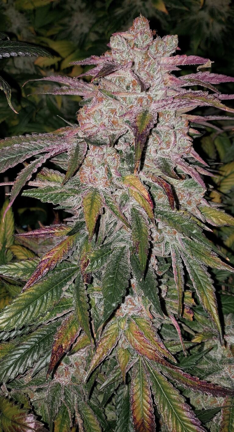 Purple Thai Autoflower R B1