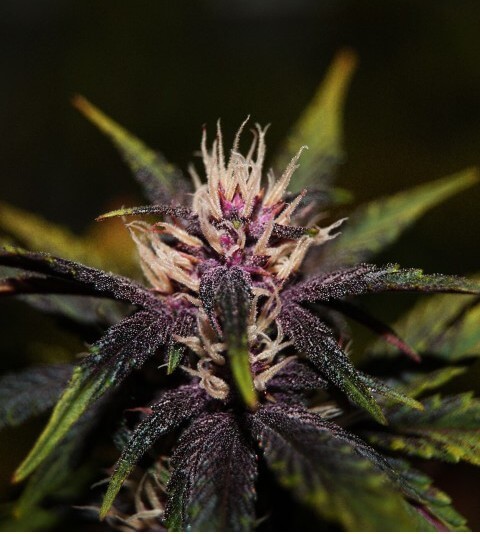 Purplediol Auto CBD