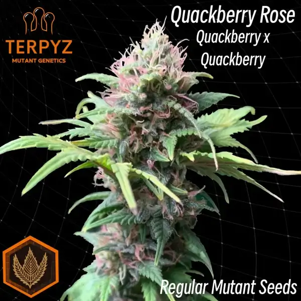 Quackberry Rose